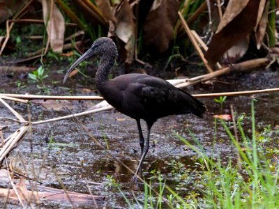 Glossy Ibis Plegadis falcinellus