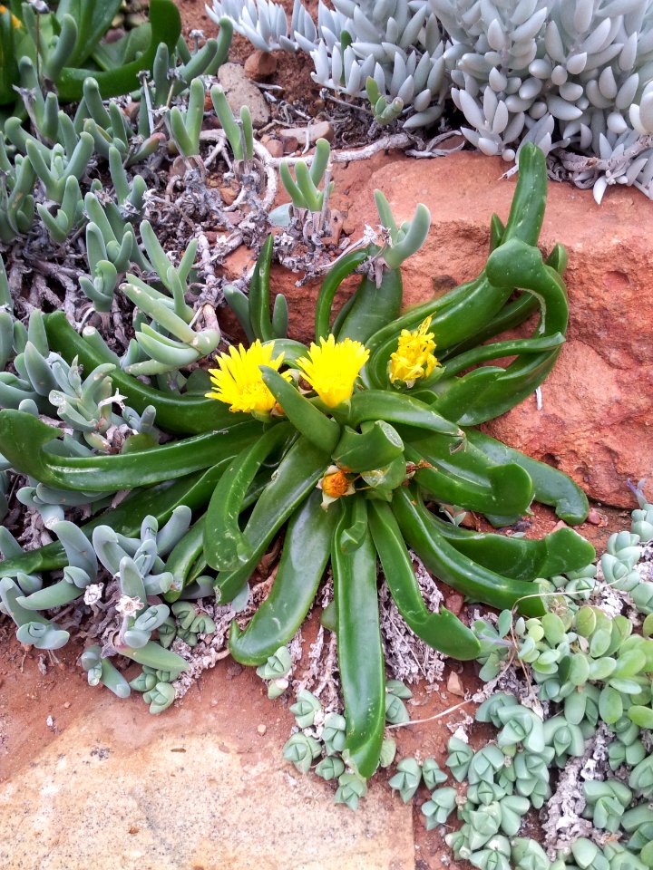 Glottiphyllum depressum K6
