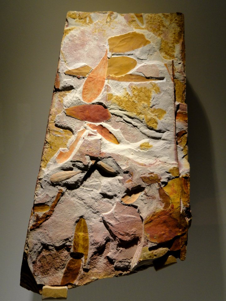 Glossopteris sp., seed ferns, Permian - Triassic - Houston Museum of Natural Science - DSC01765