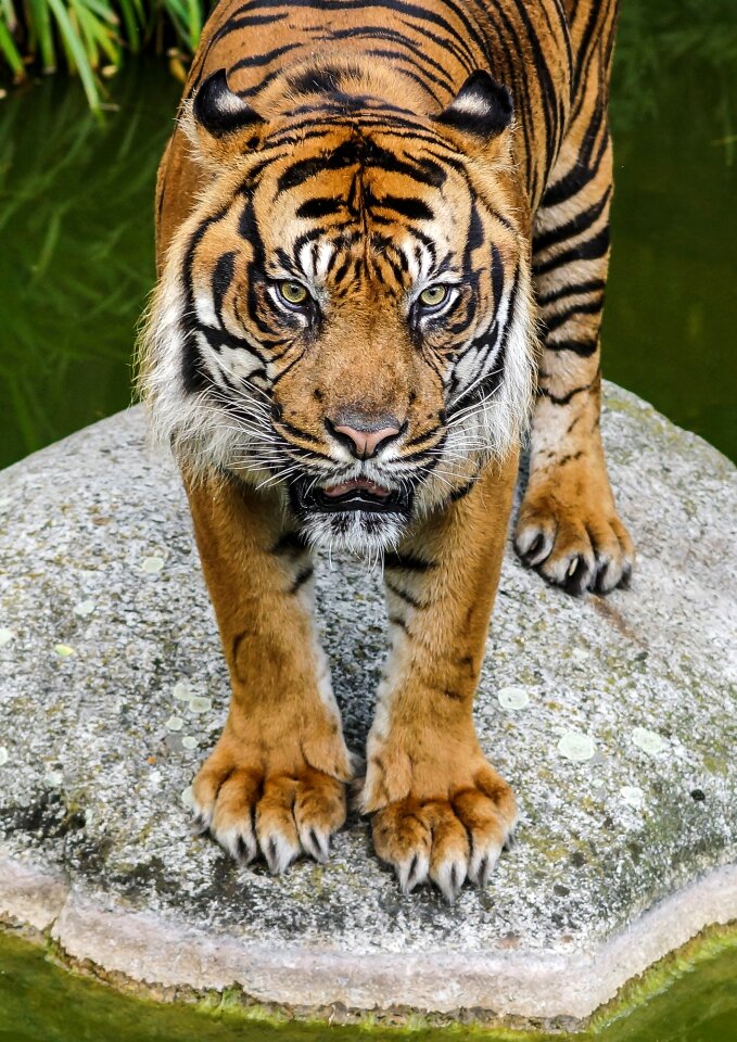 Watch predator big cat