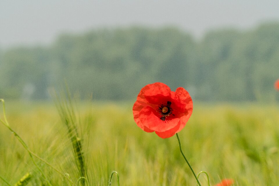 Poppy bud blossom bloom