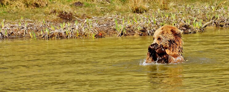 Dangerous animal world fur photo