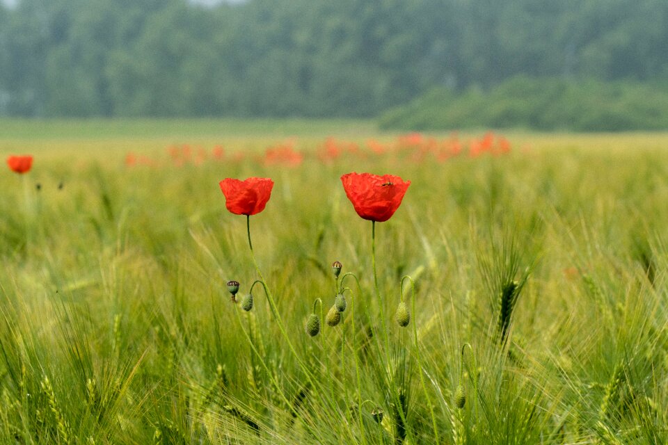 Poppy bud blossom bloom