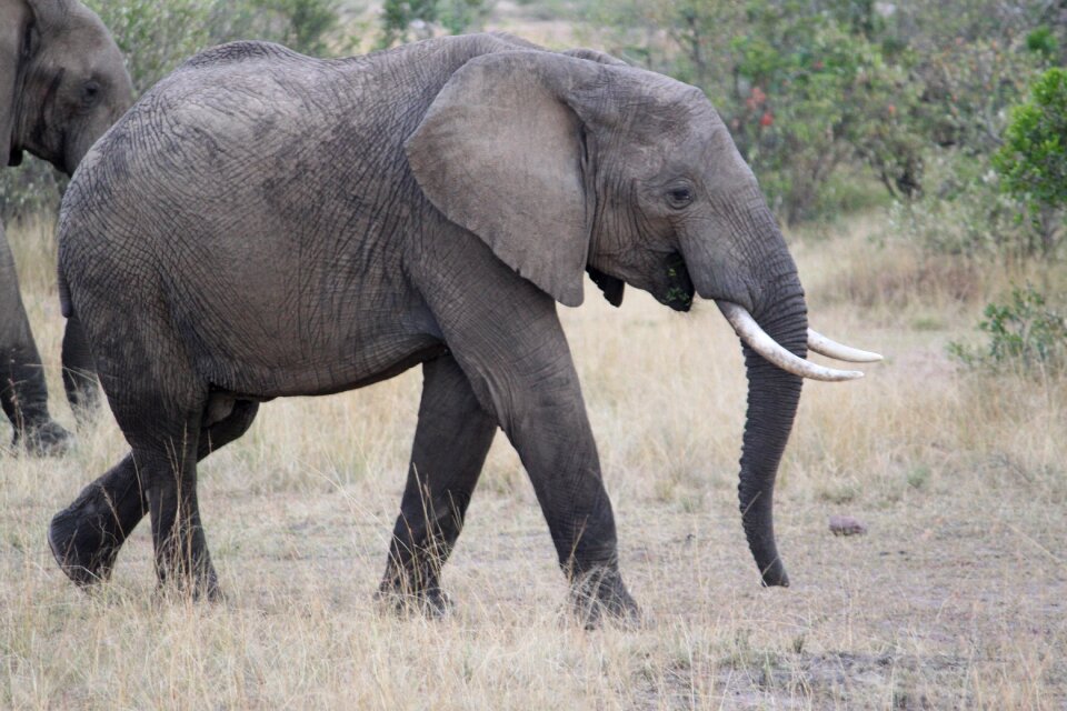 Kenya tanzania seringeti