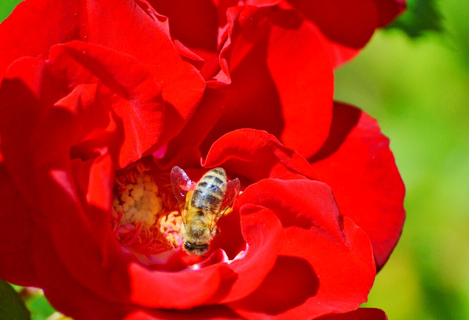 Bloom pollination pollen
