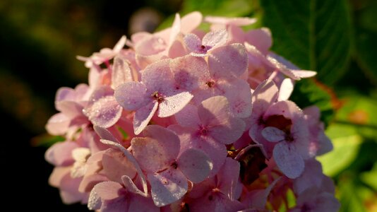 Flower greenhouse hydrangea hydrangeas ball photo