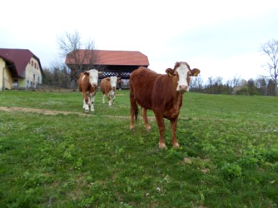 Globoko, Brežice 54