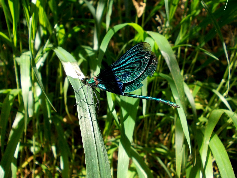 Globoko Calopteryx virgo