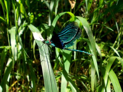 Globoko Calopteryx virgo