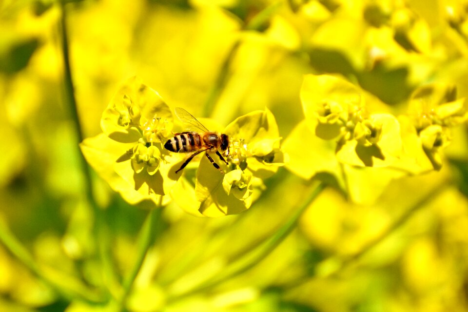 Bee insect nature photo