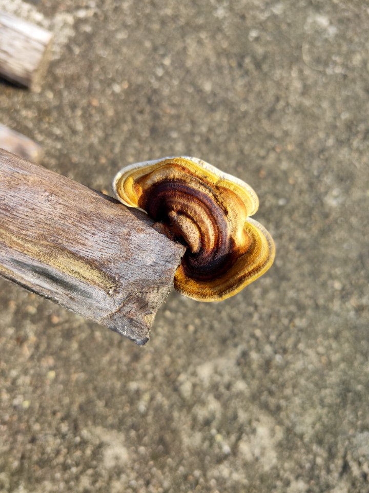 Gloeophyllum sepiarium (Rusty gilled polypore) is a wood decay fungus that causes a brown rot 2