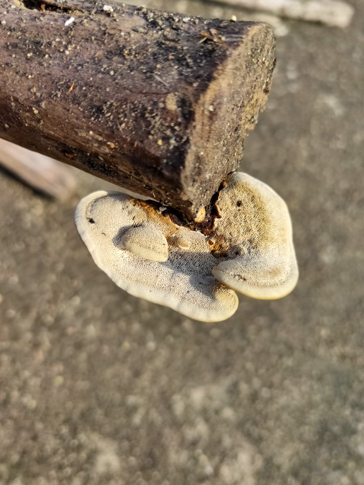 Gloeophyllum sepiarium (Rusty gilled polypore) is a wood decay fungus that causes a brown rot