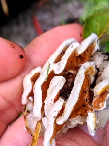 Gloeoporus dichrous 31426690