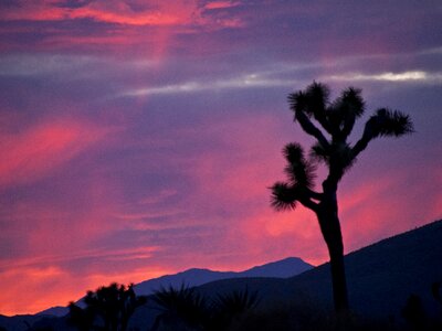 Joshua trees silhouettes desert photo