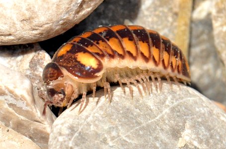 Glomeris-connexa-01-fws