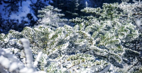 Cold forest snowflakes photo