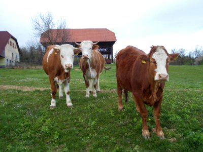 Globoko, Brežice 55