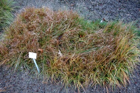 Glyceria elata - Botanischer Garten, Dresden, Germany - DSC08727