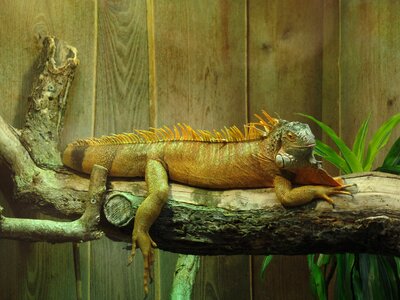 Iguana terrarium lizard