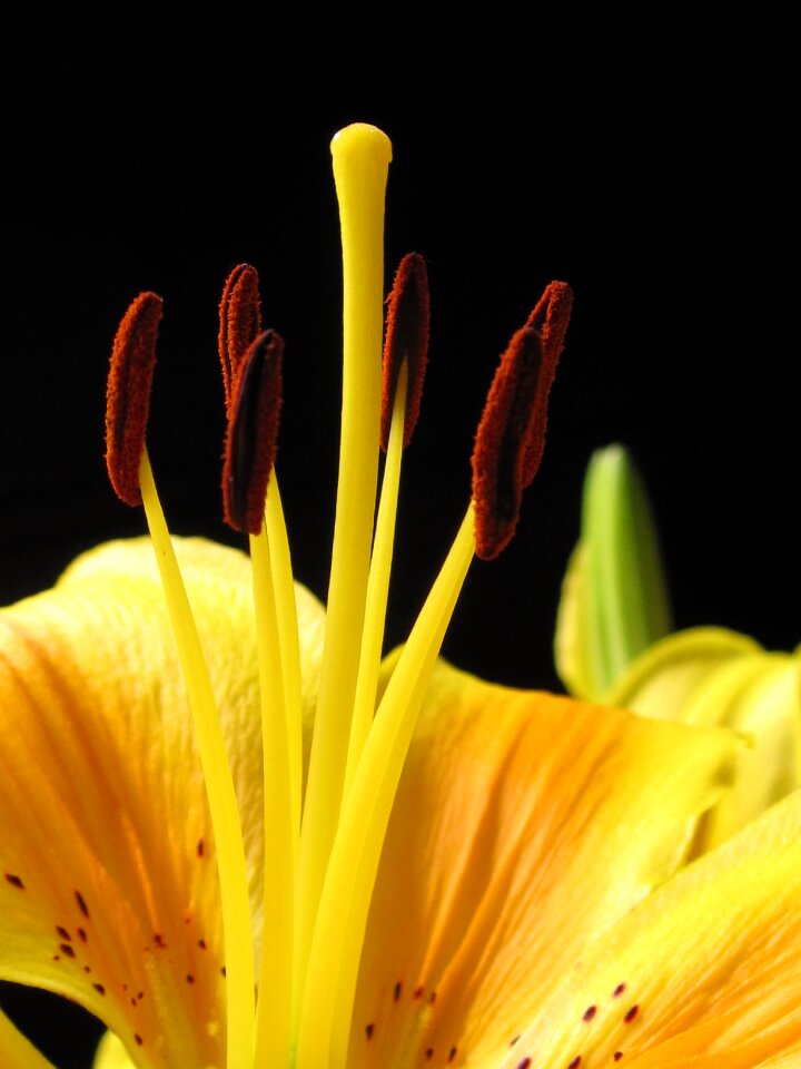Yellow flower blossom