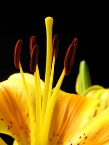 Yellow flower blossom