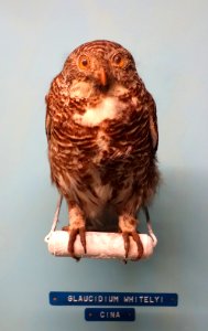 Glaucidium cuculoides whitelyi (Glaucidium whitelyi) - Museo Civico di Storia Naturale Giacomo Doria - Genoa, Italy - DSC03141