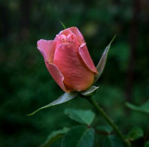 Flower bud pink