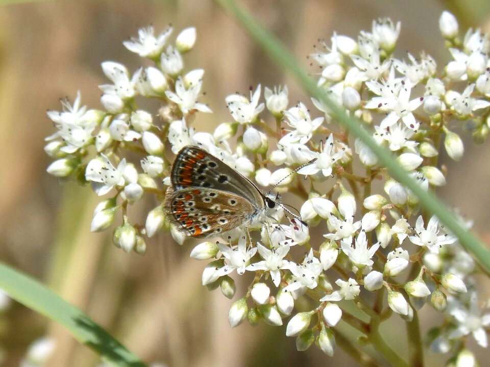 Scolitantides orion blaveta of the crespinell sedum