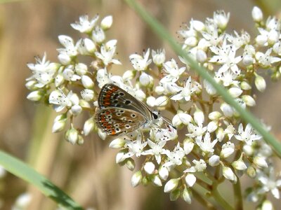 Scolitantides orion blaveta of the crespinell sedum