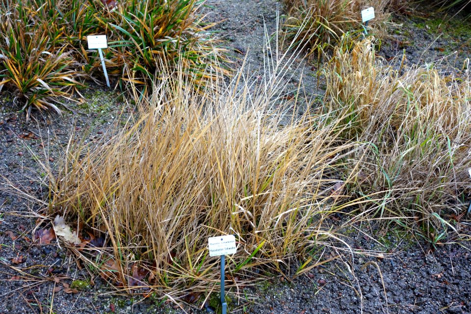 Glyceria canadensis - Botanischer Garten, Dresden, Germany - DSC08733