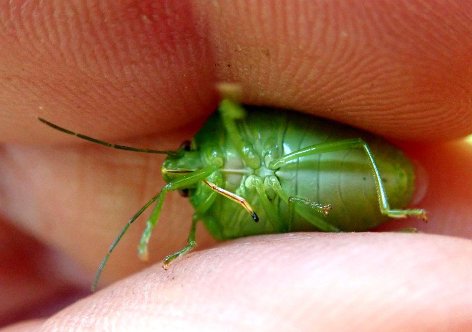 Glaucias amyoti 57977460