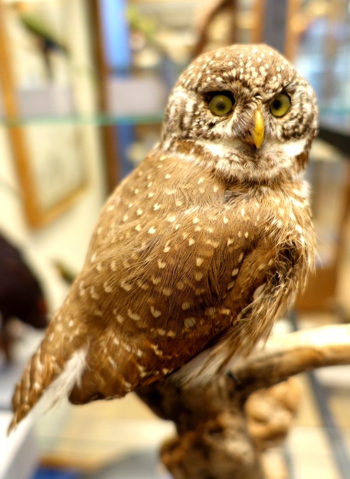 Glaucidium passerinum - Swedish Museum of Natural History - Stockholm, Sweden - DSC00637