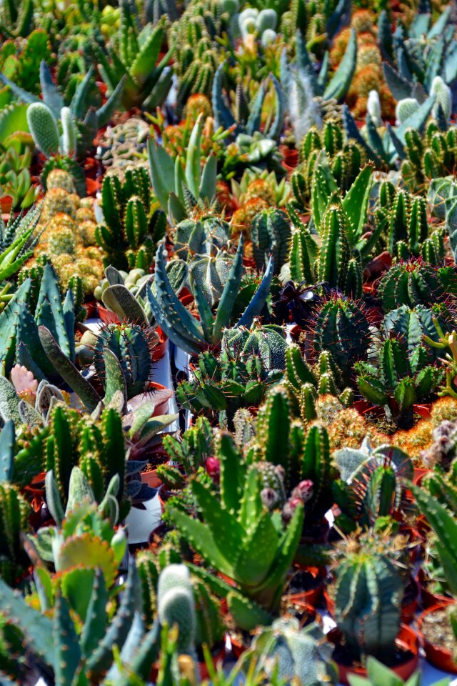 Thorns sting prickly