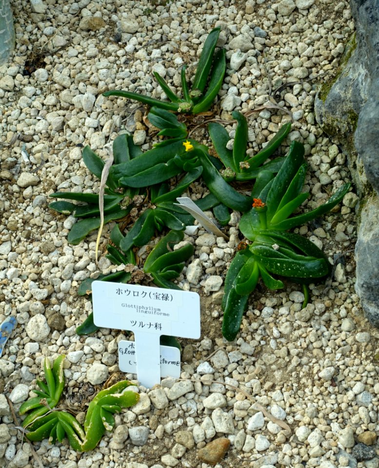 Glottiphyllum linguiforme - Shinjuku Gyo-en Greenhouse - Tokyo, Japan - DSC05917