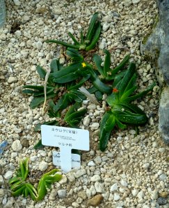 Glottiphyllum linguiforme - Shinjuku Gyo-en Greenhouse - Tokyo, Japan - DSC05917