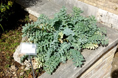 Glaucium flavum - Orto botanico - Rome, Italy - DSC09962