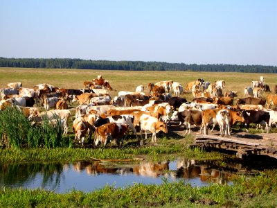 Glushkovsky District, Kursk Oblast, Russia August 2007
