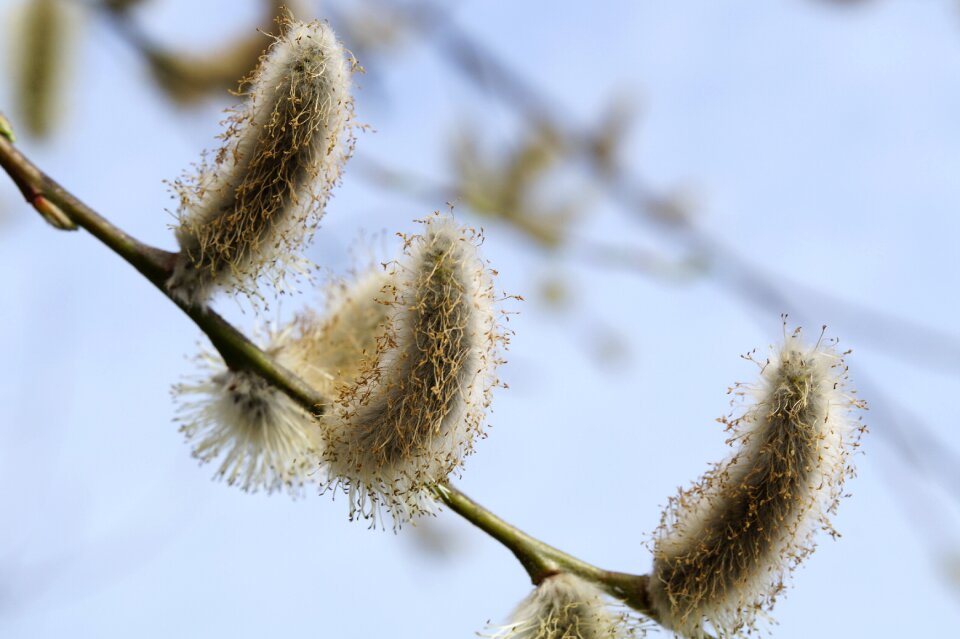 Willow catkin tree frühlingsanfang