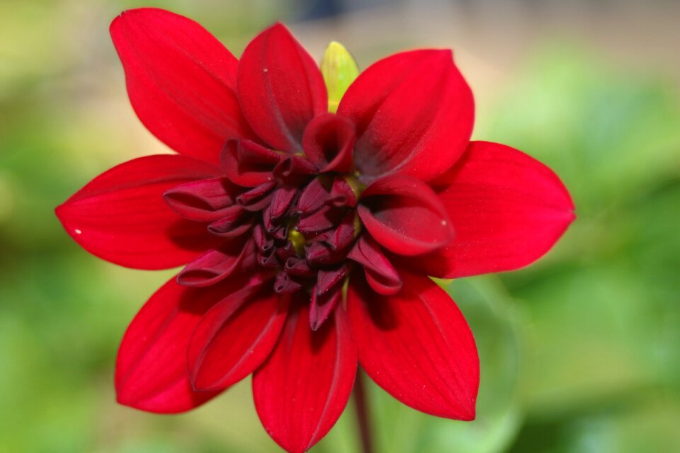 Bloom plant dahlia flower