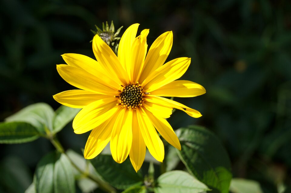 Garden susan black eyed susan