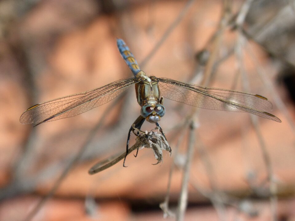 Winged insect detail beauty