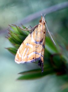 Glaucocharis auriscriptella 98469077