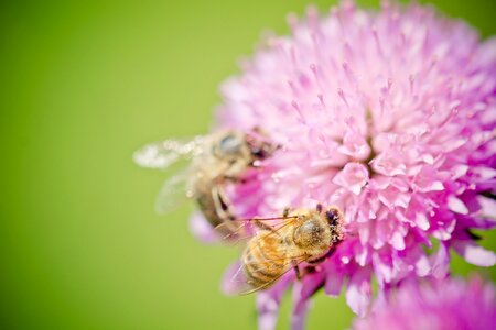 Pollen honey bee pollination photo