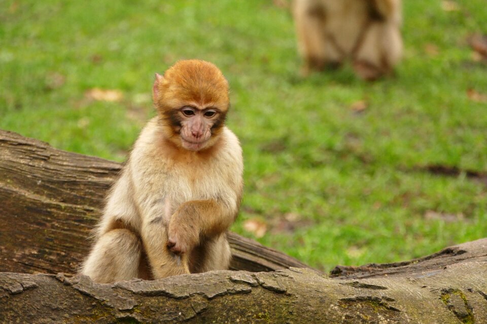 Cute mammal wildlife