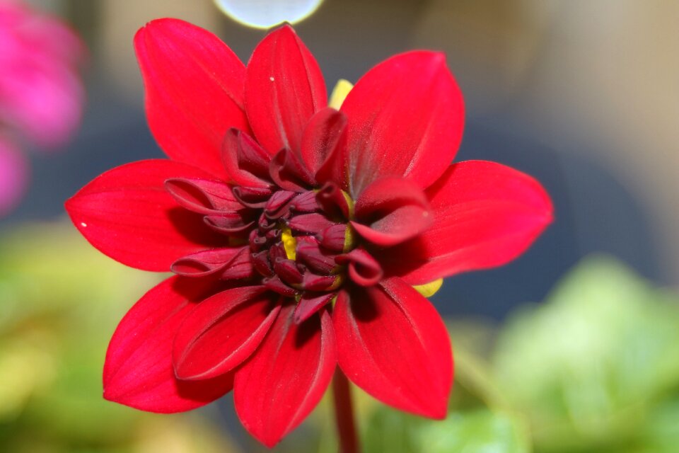 Bloom plant dahlia flower