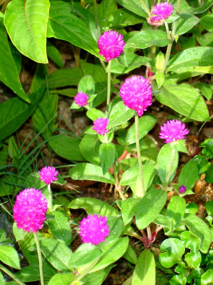 Globe amaranth (Gomphrena globosa) Buton Island