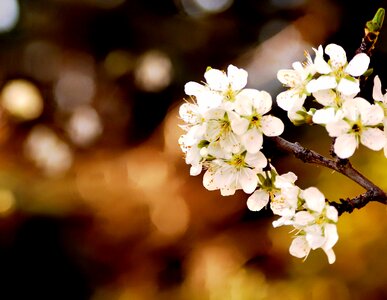 Plum garden plant