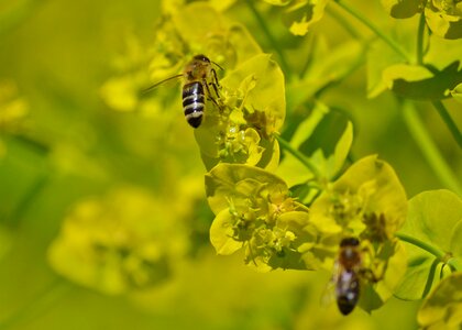 Bloom pollination pollen