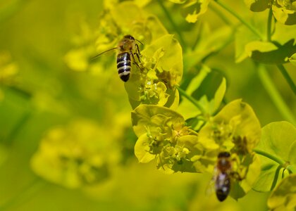 Bloom pollination pollen photo