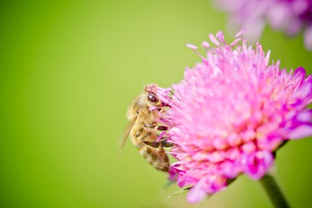 Pollen honey bee pollination photo